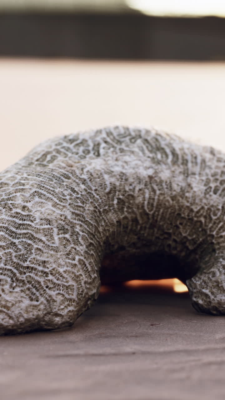 cerca de un pedazo de coral en una superficie de madera.