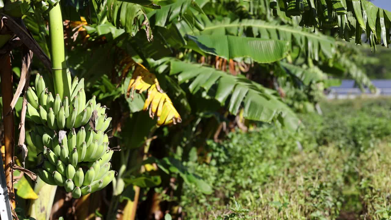 A banana tree with green bananas in a sunlit tropical garden, showcasing lush foliage and vibrant colors
