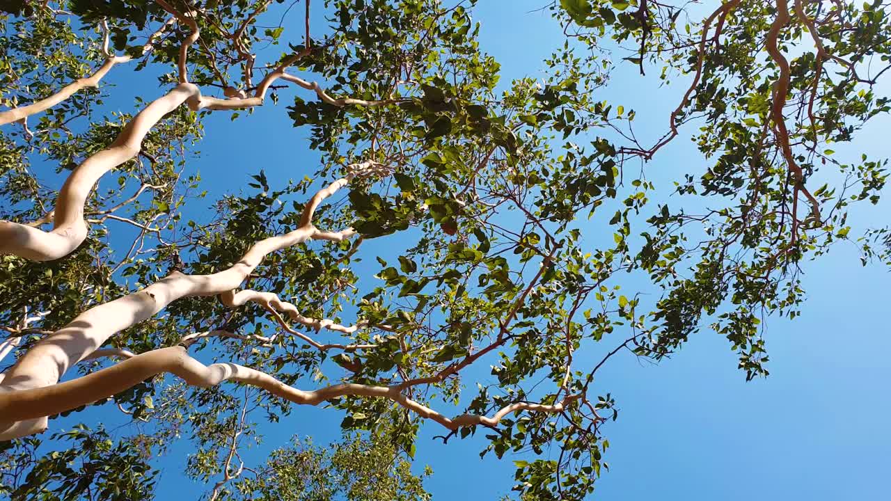 Looking up and gazing at tall smooth white trunk trees with branches and leaves blowing and moving in a gusty wind on a sunny day against a blue sky, outdoors in nature