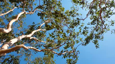 looking up and gazing at tall smooth white trunk trees with branches and leaves blowing and moving in a gusty wind on a sunny day against a blue sky, outdoors in nature