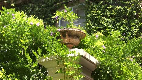 greenery and fountain in a vibrant garden