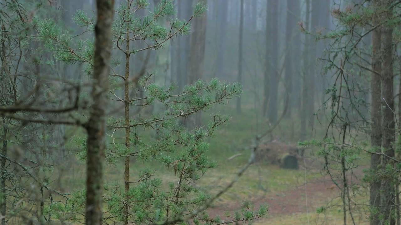 나무 아래 푸른 이끼와 헤더가 있는 야생 소나무 숲, 안개가 낀 흐린 날, 멀리 떨어진 빈 등산로, 북유럽 삼림 지대, 발트 해 연안, 신비한 개념, 중간 핸드헬드 샷