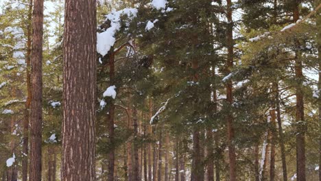 tree branches on the background of snowfall. flakes of snow falling down winter landscape.