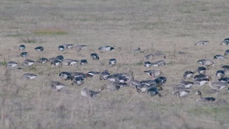 A-rare-red-breasted-goose-between-white-fronted-geese-flock-in-dry-grass-meadow