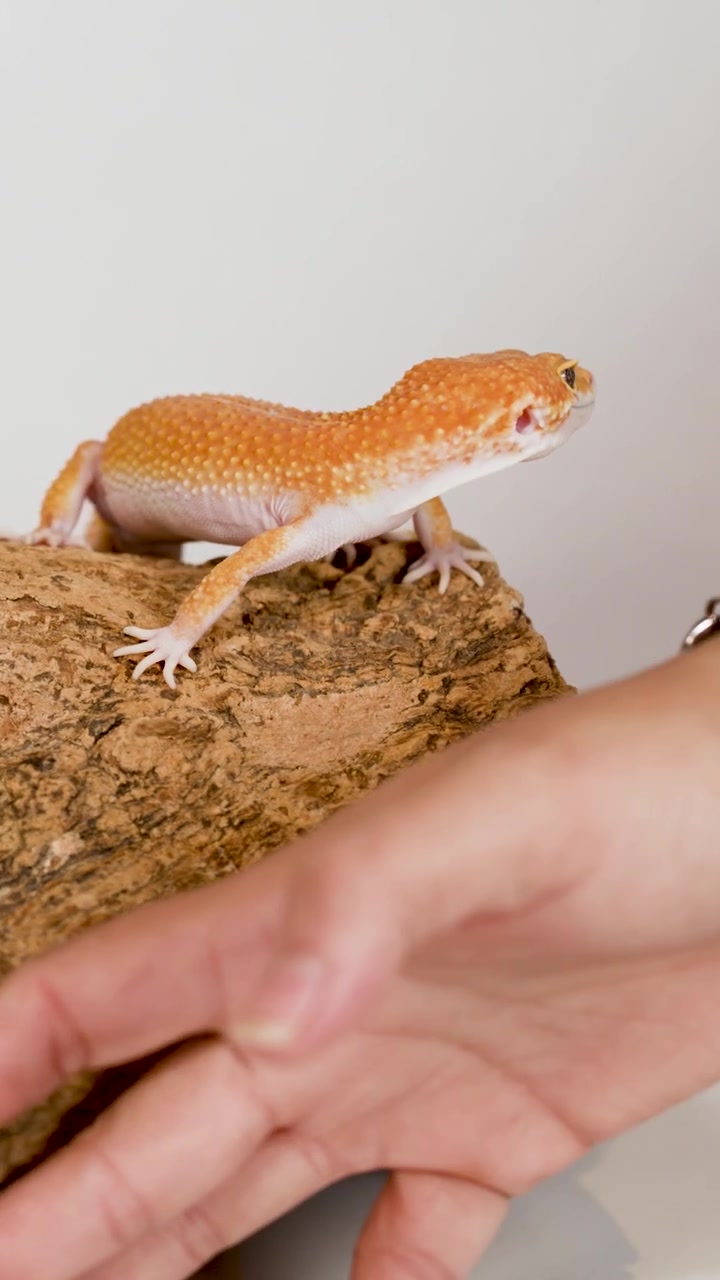 Un geco leopardo arancione striscia su un tronco dalla superficie ruvida contro uno sfondo bianco pulito.