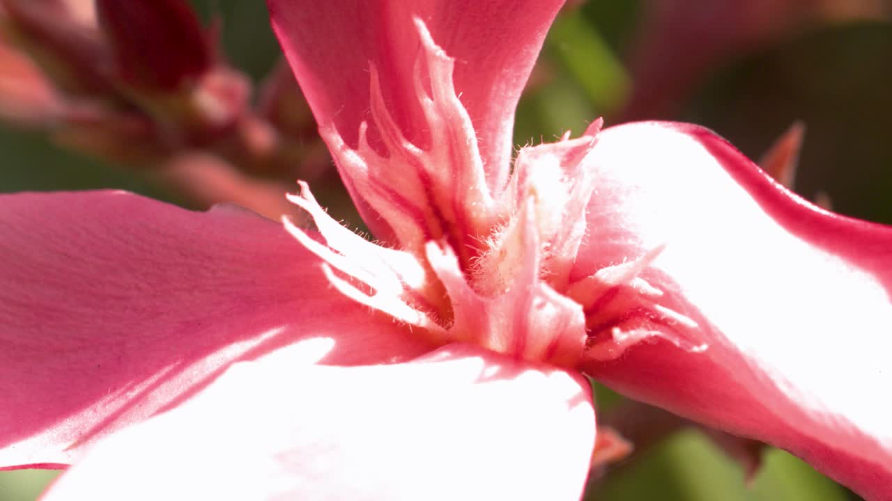 Movimento macro della fotocamera sul fiore di Nerium oleander, luce diurna intensa, profondità di campo ridotta