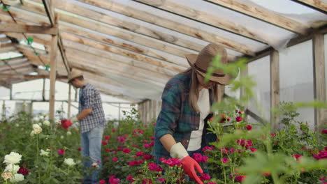 Pequeño-Negocio-Moderno-De-Cultivo-De-Flores.-Colegas-Floristas-Trabajan-Juntos-Con-Tabletas-En-Un-Invernadero.-Dos-Jardineros-Modernos-Inspeccionan-Juntos-Los-Capullos-De-Flores