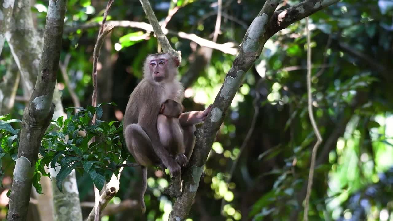 el macaco de cola de cerdo del norte es un primate que se encuentra comúnmente en el parque nacional de khao yai, aunque es una especie vulnerable