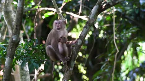 El-Macaco-De-Cola-De-Cerdo-Del-Norte-Es-Un-Primate-Que-Se-Encuentra-Comúnmente-En-El-Parque-Nacional-De-Khao-Yai,-Aunque-Es-Una-Especie-Vulnerable