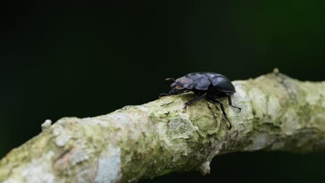 dark green bokeh background, perched on a branch while moving its antennae and body subtlety