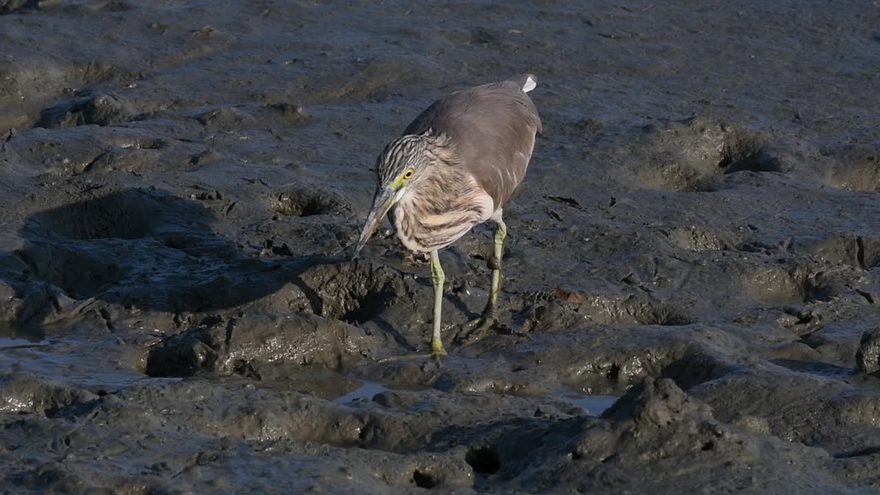 una de las garzas de estanque encontradas en tailandia que muestran diferentes plumajes según la temporada