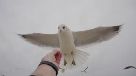 la gaviota busca comida, volando cerca de la cámara