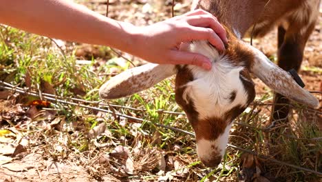 a young goat is gently fed and petted in a sunlit farm setting, showcasing a peaceful human-animal interaction