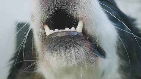 extreme close up of a dog barking in slow motion