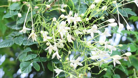 white jasmine flowers swaying in a light wind