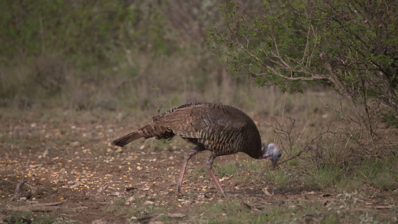 wild turkey in texas wild turkey in texas