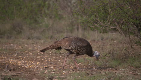 wild-turkey-in-texas-wild-turkey-in-texas