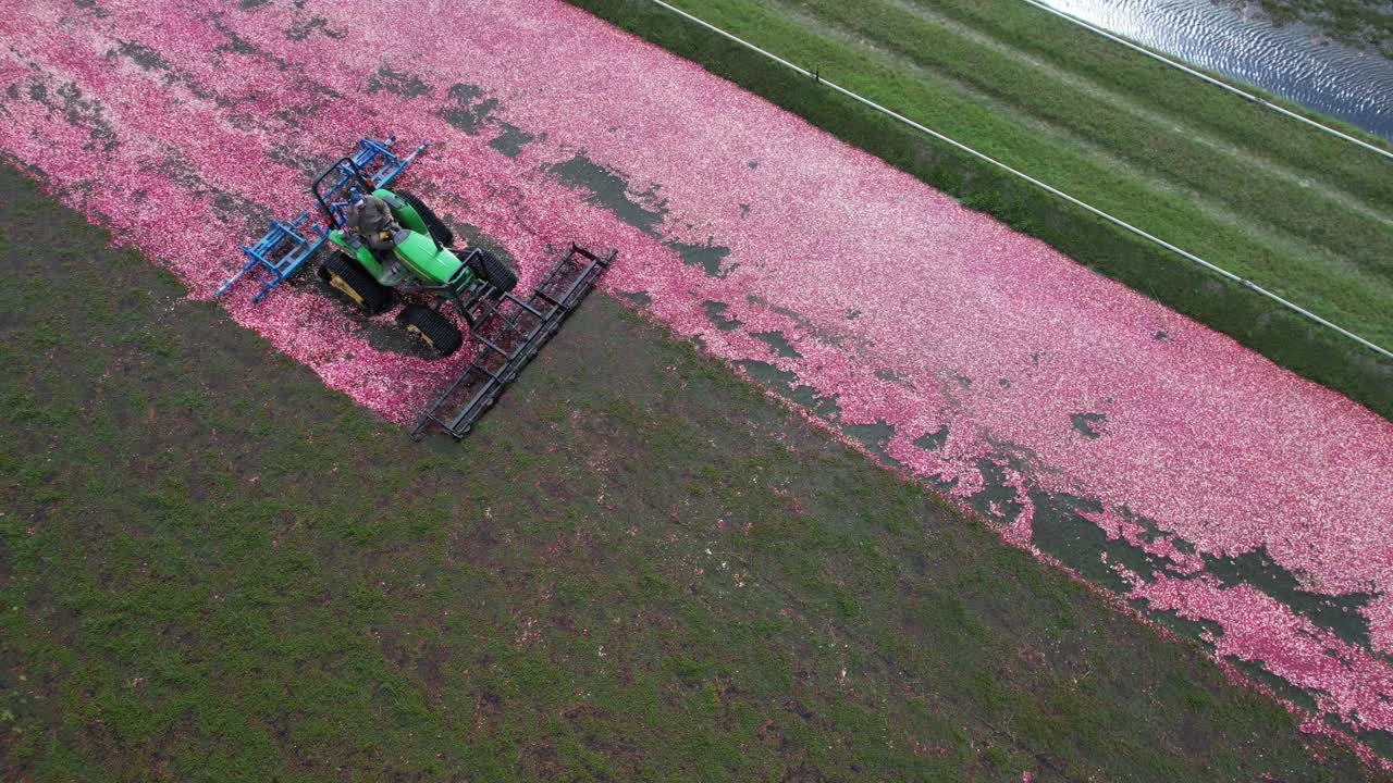 A harrow tractor slowly works its way through a cranberry bog gently knocking cranberries off their vine allowing their buoyancy to float them to the water's surface