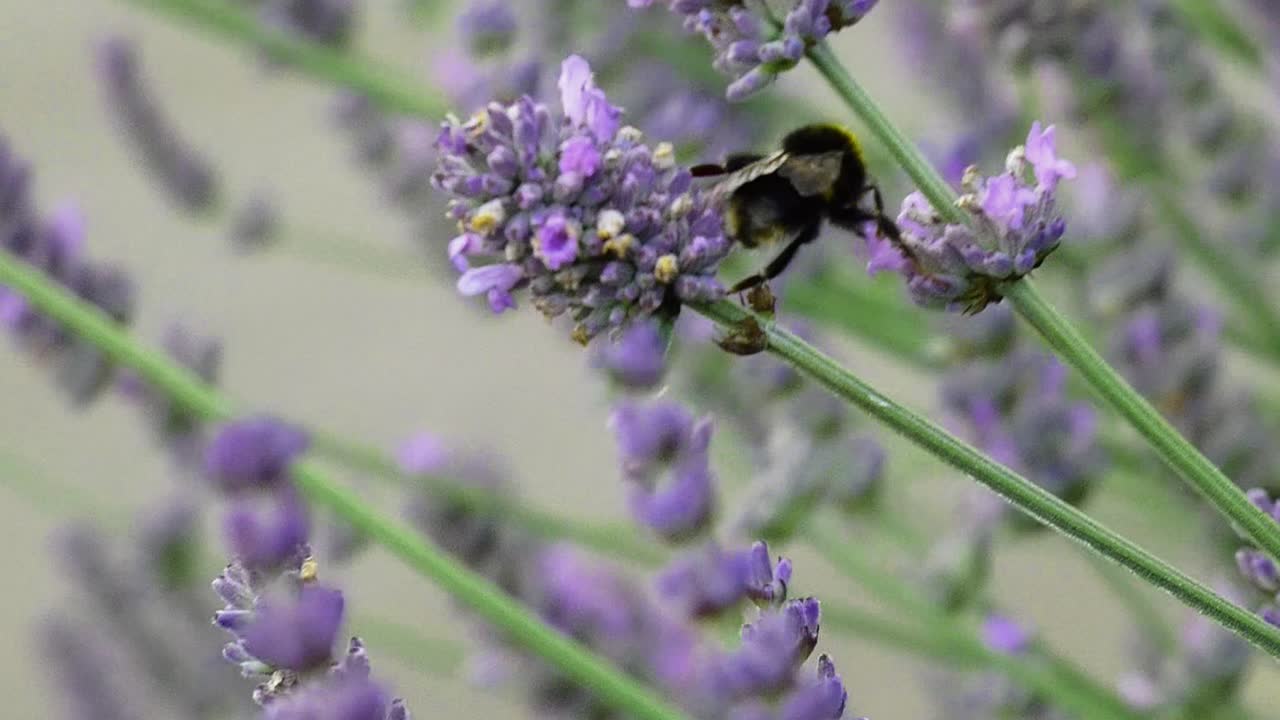 clip en cámara lenta de un abejorro amarillo y negro aferrado a las flores de lavanda durante fuertes ráfagas de viento