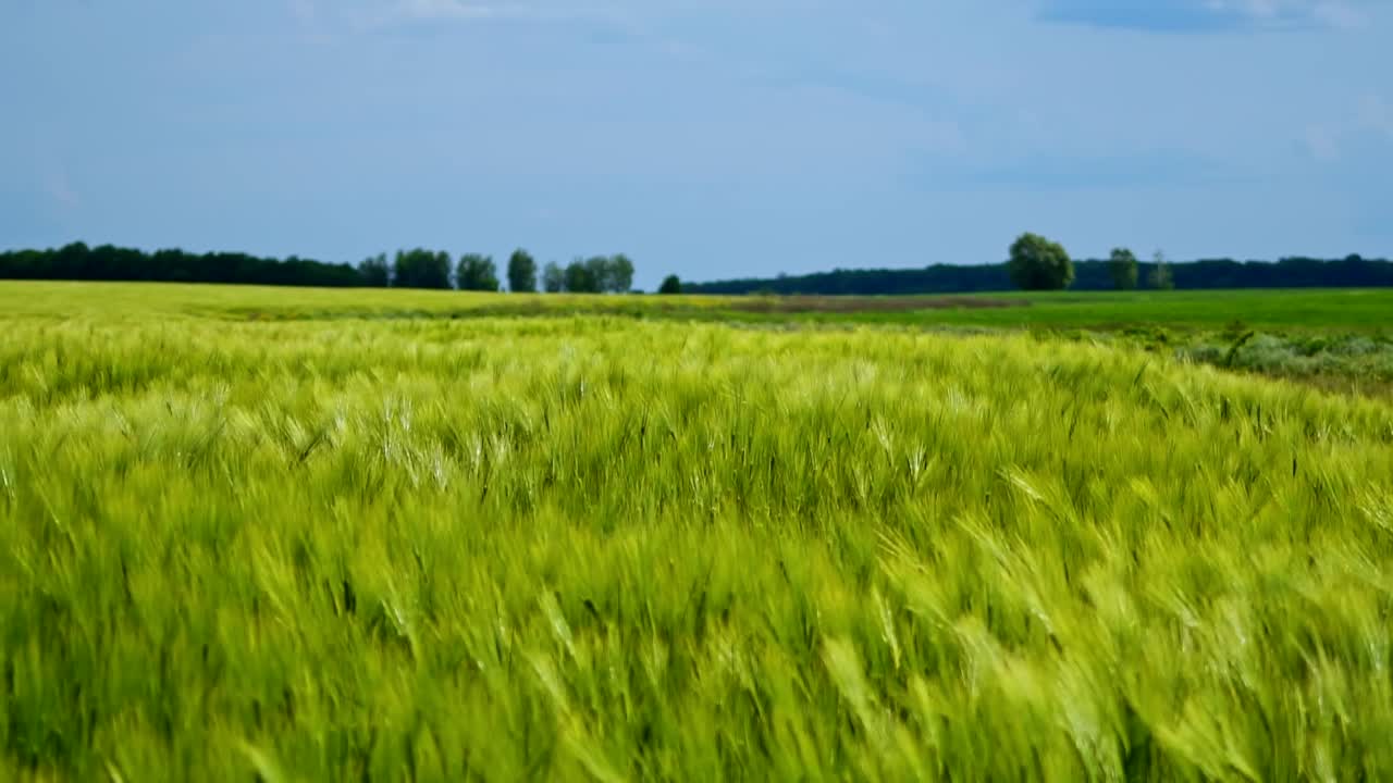 Young wheat field. Green wheat in cultivated agricultural field