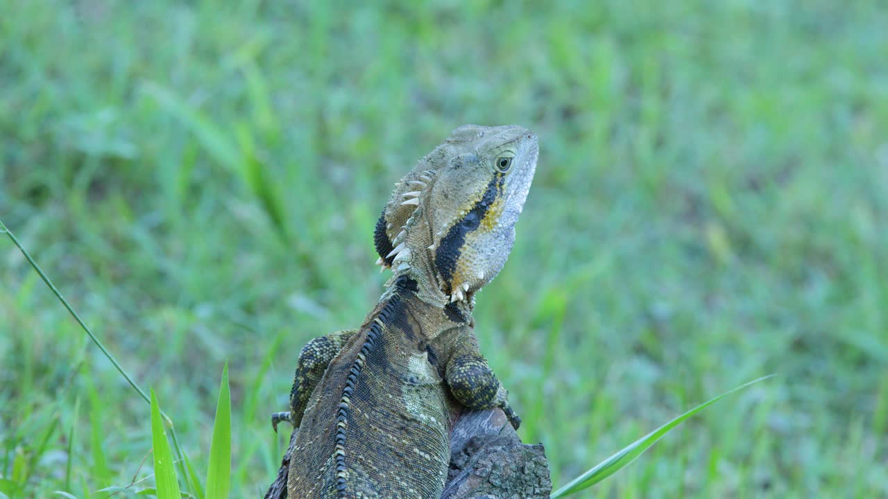 An Australian water dragon sits motionless on a rock surrounded by lush green grass