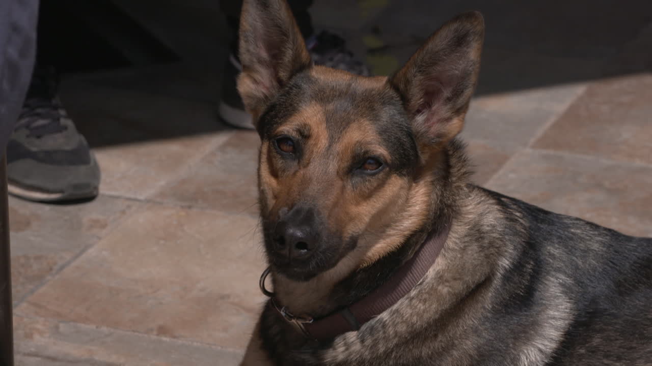 Perro pastor alemán