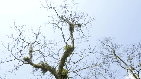 incredible twisted tree in the rainforast of national park chitwan, nepal.