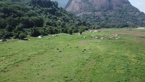 Drone-shot-of-animals-grazing-at-Aliyar-Reservoir-and-Dam,-Tirupur,-Tamil-Nadu