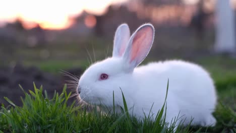 a white rabbit foraging in green grass at sunset