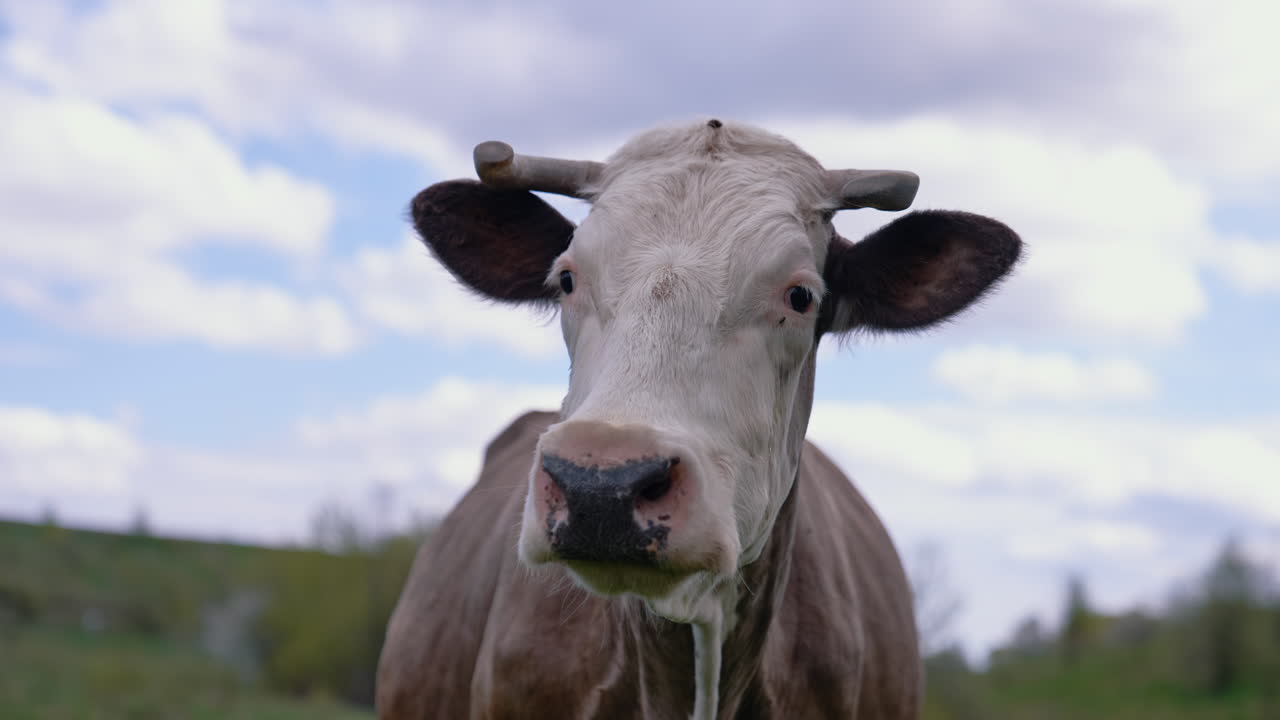 Attractive cow looking into camera. Close up of cow grazing at the field.
