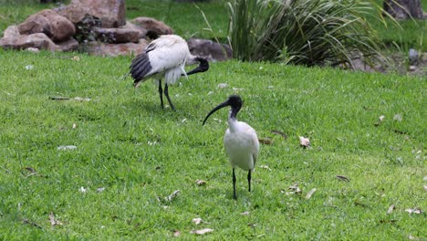 multiple ibis birds interacting and feeding on grass