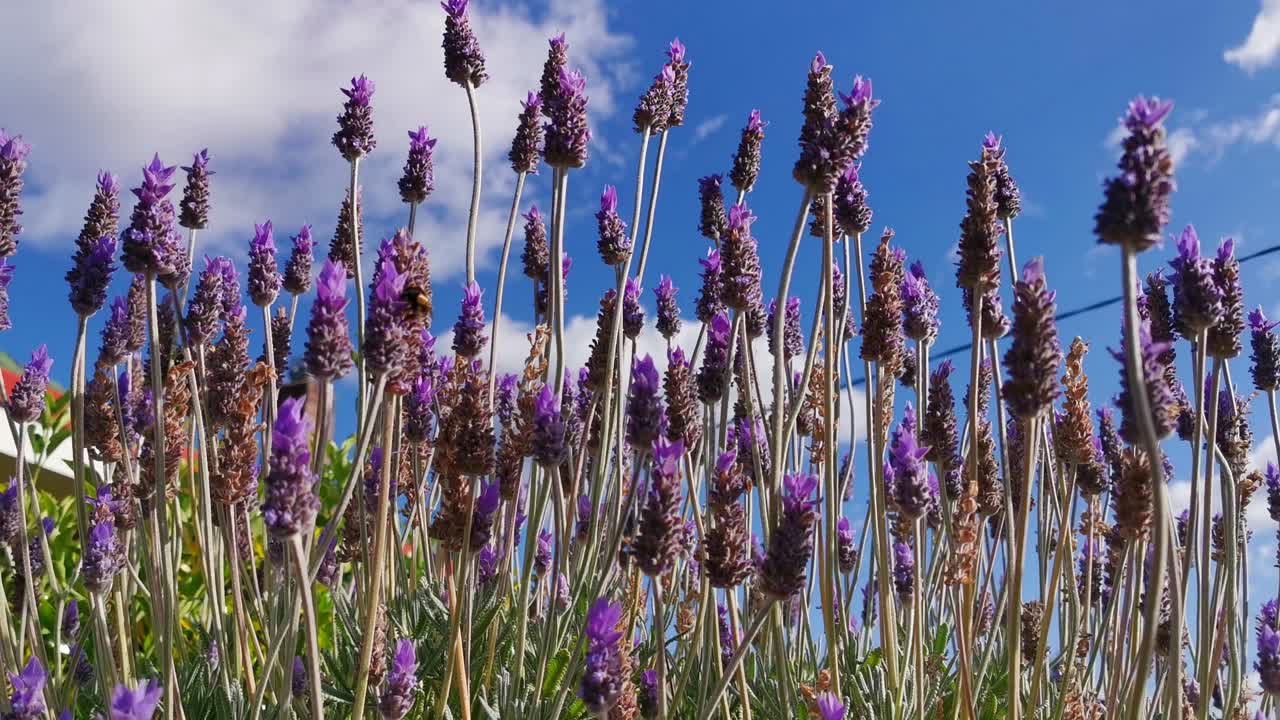 atrae a las abejas para la polinización