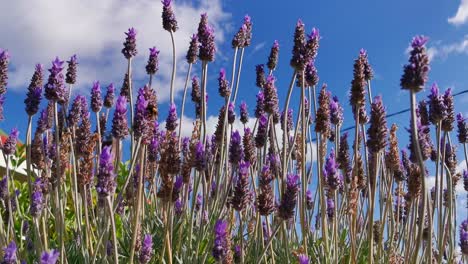 Atrae-A-Las-Abejas-Para-La-Polinización