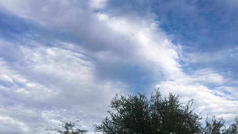 Las-Nubes-Se-Alejan-De-La-Cámara-Sobre-Las-Copas-De-Los-árboles