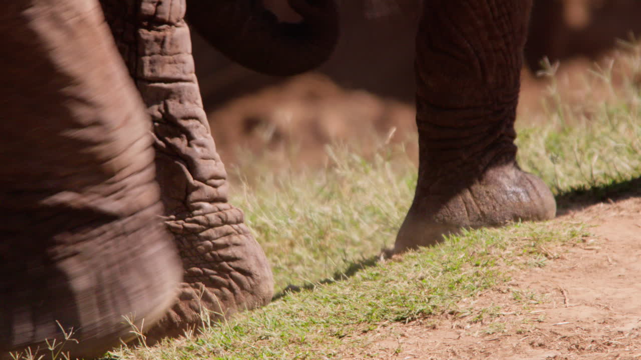 Gambe di una mandria di elefanti africani di savana che camminano nella savana