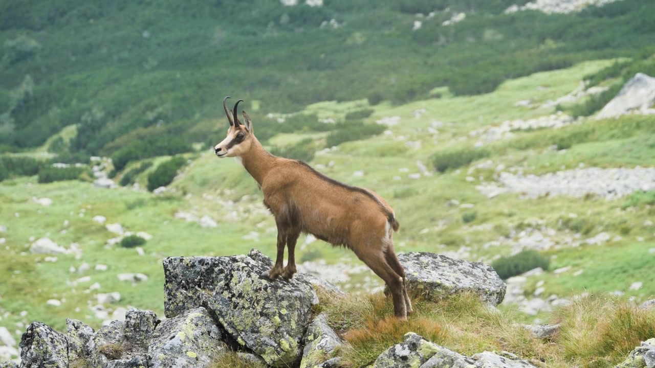 Filmato teleobiettivo di un camoscio super carino che si alza su una roccia mentre si guarda intorno interessato in un ambiente di montagna verde