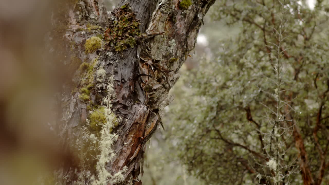 bosque y vegetación, árbol de cerca