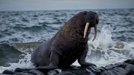 walruses on the rocks