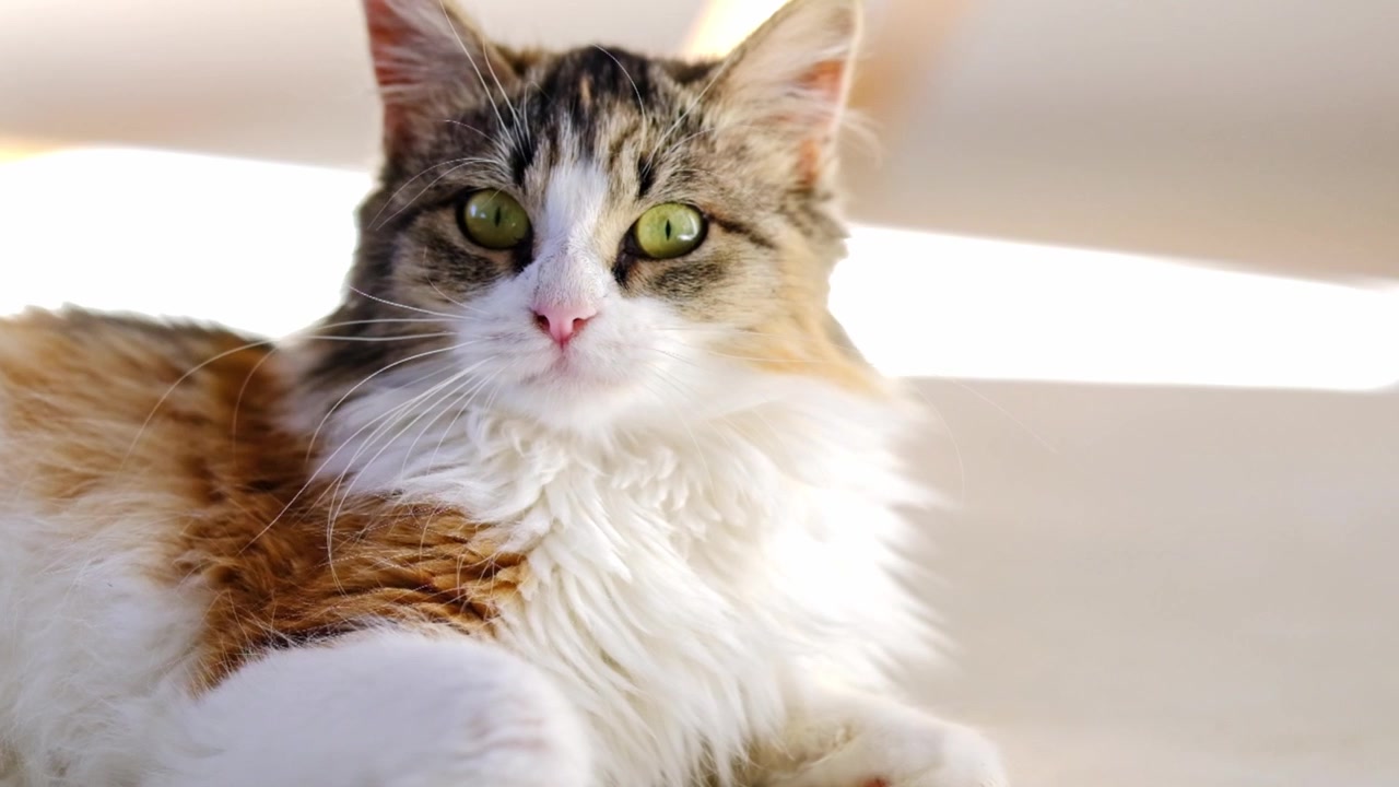 Una bellissima, giovane, soffice gatta Calico è sdraiata su un pavimento bianco