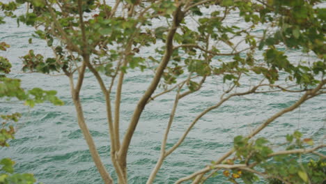 Foliage-on-lake-foreground,-Hong-Kong,-China