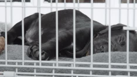 small black labrador slowly breathing while sleeping on a gray blanket in a silver cage