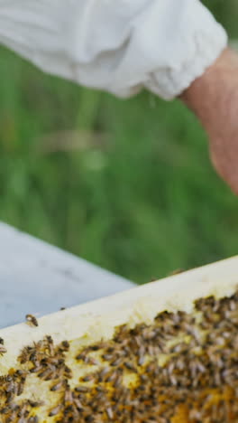 the beekeeper examines bees in honeycombs. hands of the beekeeper. the bee is close-up. vertical video