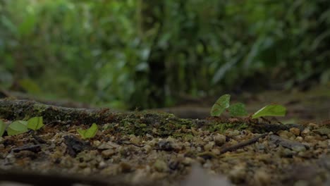 Tiny-navigators-at-work:-4K-close-up-of-red-ants-transporting-leaves-to-their-nest