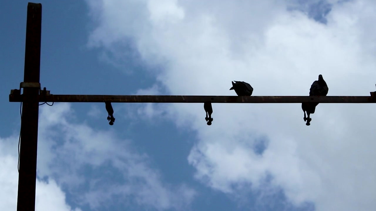 Plan en plongée montrant des oiseaux se reposant sur une infrastructure de distribution électrique et des composants de transformateur sur fond de ciel bleu, idéal pour les concepts d'énergie, de services publics, d'environnement et d'infrastructure.