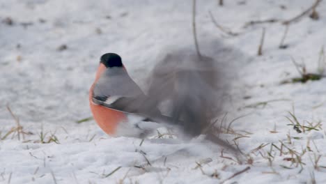 eurasian bullfinch in winter near bird feeder eating sunflower seeds with other birds