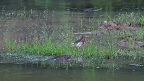 a chinese pond heron ardeola bacchus in its breeding plumage is hopping in the shallow part of the beung boraphet lake in nakhon sawan, and right next to it is a monitor lizard wading in the water