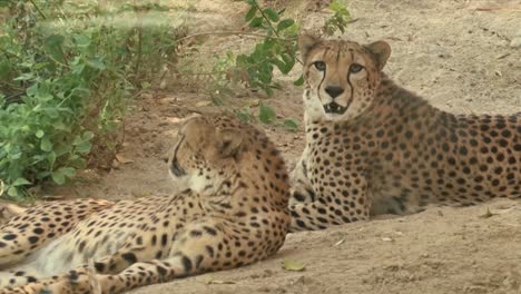 A-Couple-Of-African-Wild-Cheetah-Lying-Down-On-Ground-At-Wilderness-During-Summer