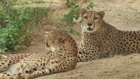 un par de guepardos salvajes africanos acostados en el suelo en el desierto durante el verano