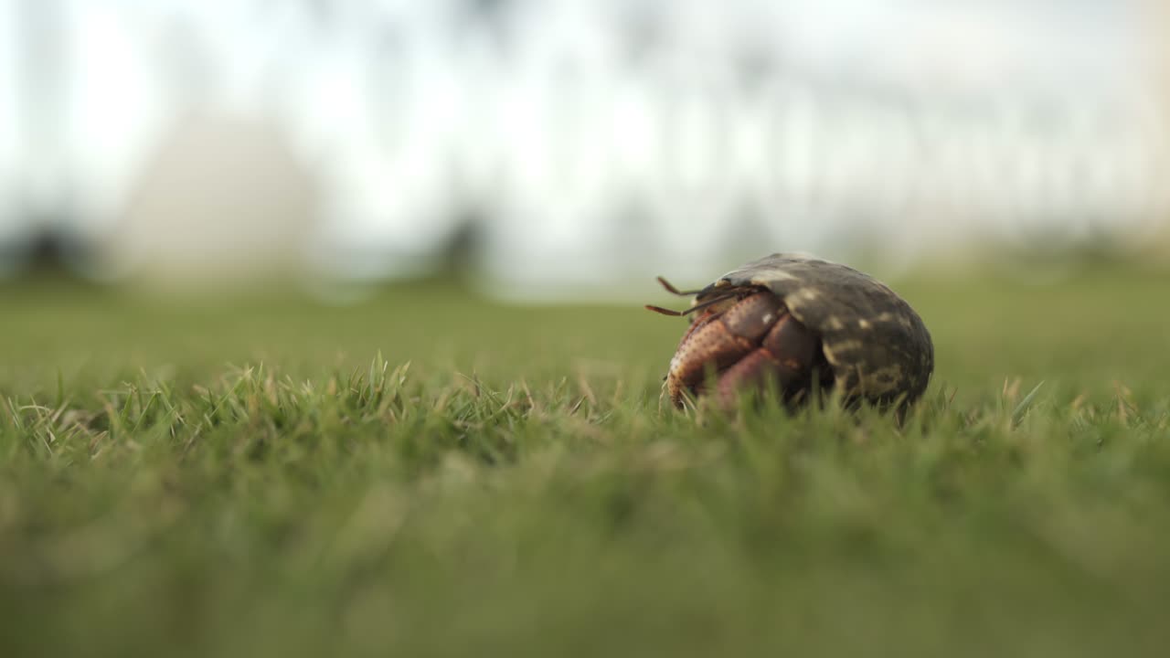 un primer plano de un cangrejo ermitaño, descansando dentro de su concha en la hierba verde