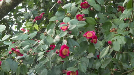 beautiful camellia flowers